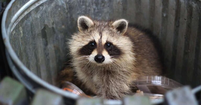 How to Evict Squirrels from Your Home: Step-by-Step Solutions