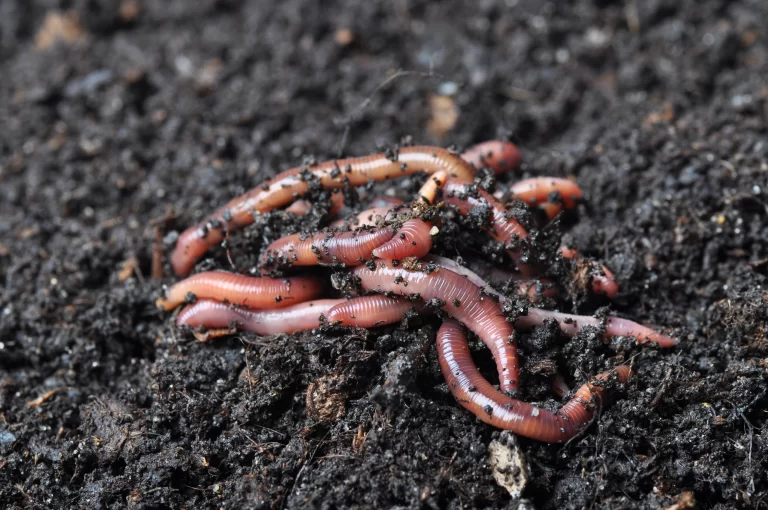 Red Wiggler Worms: The Best Worms for Composting Success