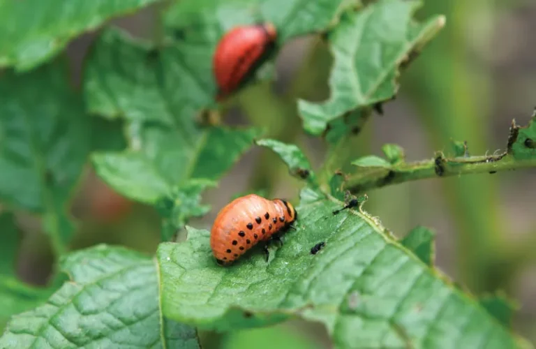 The Science Behind Pests’ Resistance to Traditional Control Methods