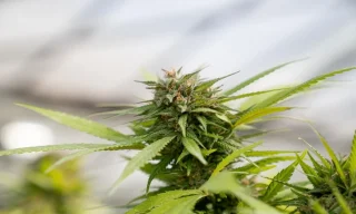 Best THCA Disposables: A Guide to Choosing Quality Products