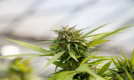 Best THCA Disposables: A Guide to Choosing Quality Products